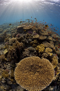 Top of the reef by Stew Smith 